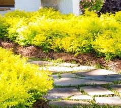 Maybe you would like to learn more about one of these? Sunshine Dwarf Ligustrum Privet New Life Nursery