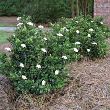 Image result for Gardenia resinifera