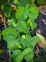 Image result for Telosma