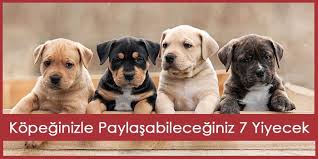 Kopeginizle Paylasabileceginiz 7 Yiyecek Kopek Yavru Kopek Sevimli Kopekler Evcil Hayvanlar
