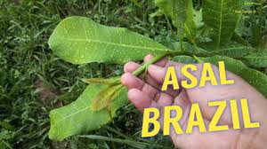 Pucuk gajus yang muda boleh dijadikan ulam mentah. Pokok Gajus Khasiat Terbaik Untuk Wanita Youtube