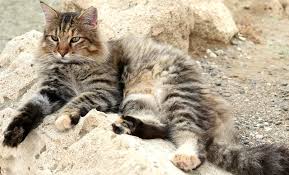 Sadly, this also means they are often abandoned by their owners for various reasons. German Cat Breeds The Ultimate Guide In 2020