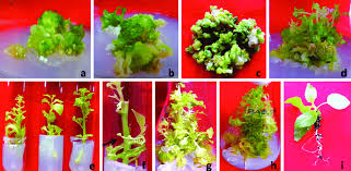 Image result for Micrococca mercurialis