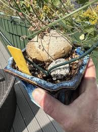 Image result for Zehneria scabra