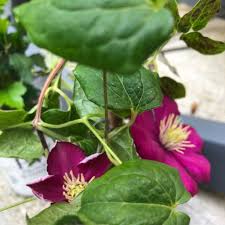 Image result for Clematis villosa