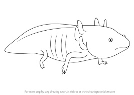Draw axolotl on deviantart axolotl art drawings axolotl drawing at getdrawings free download Step By Step How To Draw A Axolotl Drawingtutorials101 Com