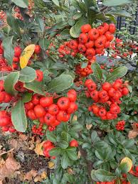 Image result for Pyracantha coccinea red column