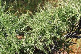 Image result for Maerua parvifolia