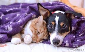 Bal Suratlar Kedi