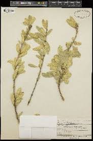 Image result for Boscia matabelensis