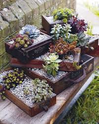 Accessori per piante di agrumi. 14 Idee Su Composizioni Con Piante Grasse Piante Grasse Piante Composizione Piante Grasse