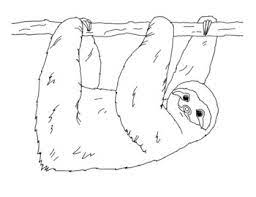 Dogs love to chew on bones, run and fetch balls, and find more time to play! Brown Throated Sloth Coloring Page By Mama Draw It Tpt