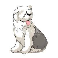 Bobtail Kopek Kucuk Resim Yuksek Cozunurluklu Premium Goruntuler