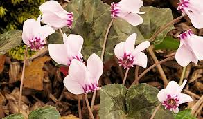Image result for Cyclamen persicum bulb