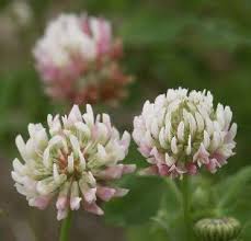 Perfect Best Smelling Flowers Flowers Canada Smelling Flowers