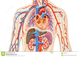 Pin On Human Body Stuffs The biodigital humantm developed by. pin on human body stuffs