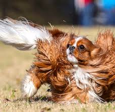 Welcome to our puppies page! Dog Star Athlete Of The Month Ruby Rose The Cavalier