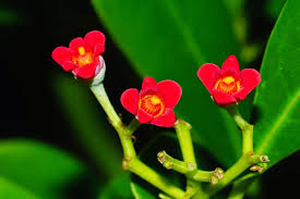 Image result for Canellaceae