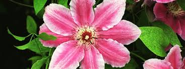 To start with water the clematis thoroughly before planting, maybe let it soak in a bucket of water but only while you prepare the hole. Alan Titchmarsh Pruning Clematis In Spring Express Co Uk