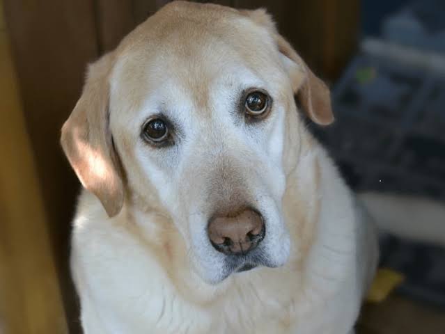 How Can You Tell If Your Dog Is Sad? | Great Pet Care