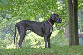 Maybe you would like to learn more about one of these? Great Danes Of New Jersey