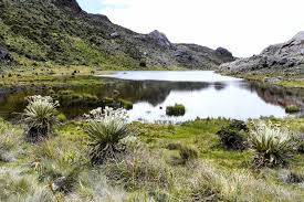 Protecting the páramos in Colombia – The Esperanza Project