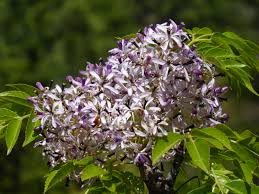 Image result for Melia