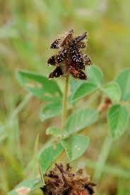 Image result for Eriosema montanum