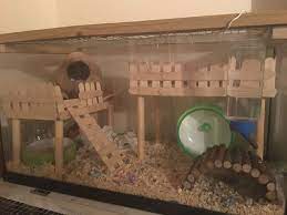 Diy Lolly Pop Levels For Hamster Cage Hamster Bedding Hamster Diy Hamster