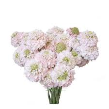 Image result for Scabiosa