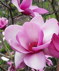 Magnolia Apollo Magnolia Magnolia Flower Flowers