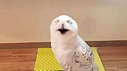 It is a pure messaging app with a focus on high speed messaging and security. App Download Video Google Play Only