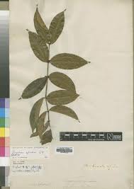 Image result for Strychnos gossweileri