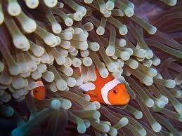 Other mutualistic relationships are multifaceted and include a combination of several benefits for both species. Symbiotic Relationships In Coral Reef Ecosystem A Student S Guide To Tropical Marine Biology