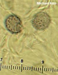 Image result for Russula variata