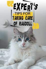 Expert S Tips For Taking Care Of Ragdoll Ragdoll Ragdoll Cat Ragdoll Kitten