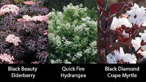Maybe you would like to learn more about one of these? 15 Unique Plants With Burgundy Leaves Showstoppers Pretty Purple Door