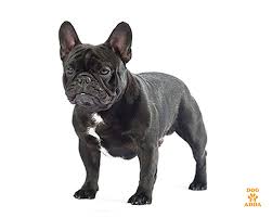 French bulldog puppies available at cheapest price with kci papers in india 🇮🇳 +919780025988. French Bulldog Price Avilable For Sale In Hyderabad Dogzadda