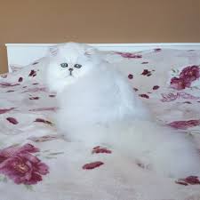 mylove beauty girl witekitty witecat smallkitten smallkitty kediri cat animal chinchillapersian chinchillacat silverp small kitten cats chinchilla