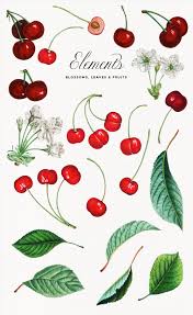 Vintage Cherry Graphic Collection Cherry Images Cherries Painting Painting Art Projects