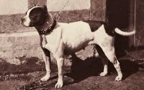 The result was a bulldog that was similar in appearance to the extinct bulldog, but without its fierce nature. All About Bull And Terrier Origin Extinction Behavior Puppy And Facts