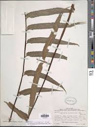 Image result for Asplenium diplazisorum