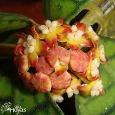 Hoya Sp Kalimantan Plant Iml 1168 22 00 Buy Hoya Plants And Hoya Cuttings Today Hoya Plants Unique Plants Wax Flowers