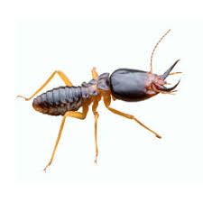 Ehrlich is your local leader in pest control, serving northern virginia since 1944. Visalia Bakersfield Pest Control O Connor