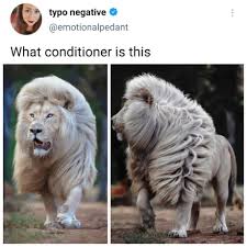 The phrase was the source of the title of one of the most scathing examinations of british first world war generals, the donkeys—a study of western front offensives—by politician and writer of military histories alan clark. Best 30 White Lion Fun On 9gag