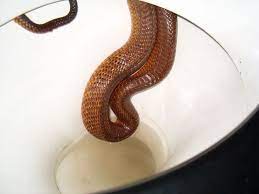 Shop by department, purchase cars, fashion apparel, collectibles, sporting goods, cameras, baby items, and everything else on ebay, the world's online marketplace 37 Pictures That Prove Australia Is The Craziest Australia Animals Australia Funny Snake