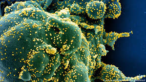 You'll also find reopening plans, unemployment information. Coronavirus Latest Who Defends Its Covid 19 Response News Dw 29 04 2020