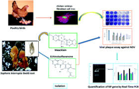 Newcastle disease virus (ndv) is a natural rna oncolytic virus. Sophora Interrupta Bedd Root Derived Flavonoids As Prominent Antiviral Agents Against Newcastle Disease Virus Rsc Advances Rsc Publishing