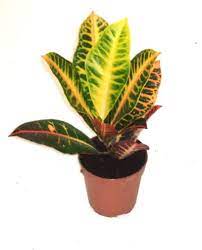 Maybe you would like to learn more about one of these? Non Flowering House Plants