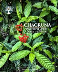 Image result for Psychotria